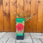 Ruža popínavá (Rosa rampicante) ´GRÜSS AUS STE´ - výška 10-20 cm, P11